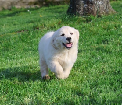 Les chiots de Golden Retriever