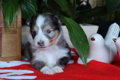 Les chiots de Shetland Sheepdog