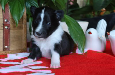 Les chiots de Shetland Sheepdog