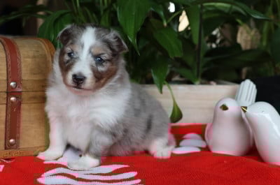 Les chiots de Shetland Sheepdog