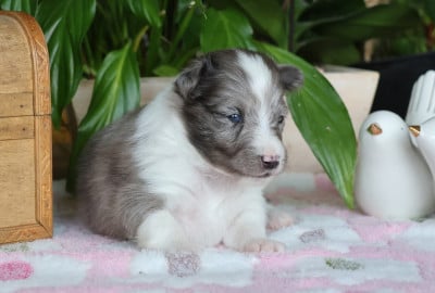 Les chiots de Shetland Sheepdog