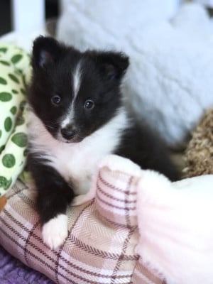 Les chiots de Shetland Sheepdog