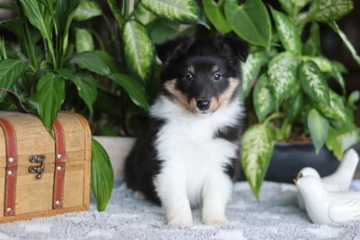 Les chiots de Shetland Sheepdog