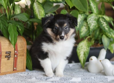 Les chiots de Shetland Sheepdog
