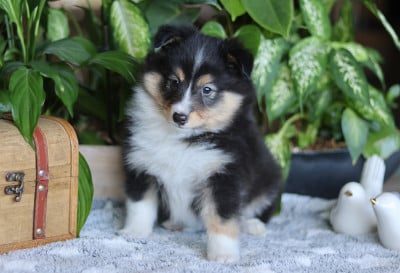 Les chiots de Shetland Sheepdog