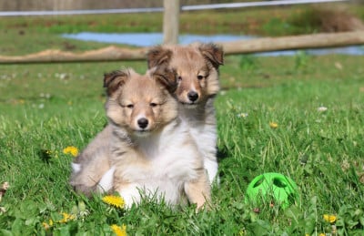 Chiot N°2 - Shetland Sheepdog