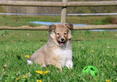Chiot N°5 - Shetland Sheepdog