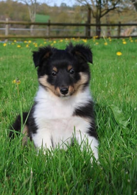 Les chiots de Shetland Sheepdog