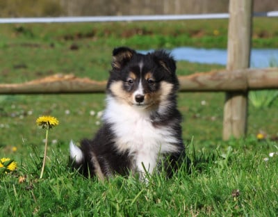 Les chiots de Shetland Sheepdog