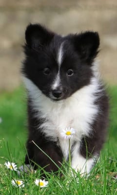 Les chiots de Shetland Sheepdog