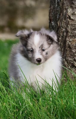 Les chiots de Shetland Sheepdog