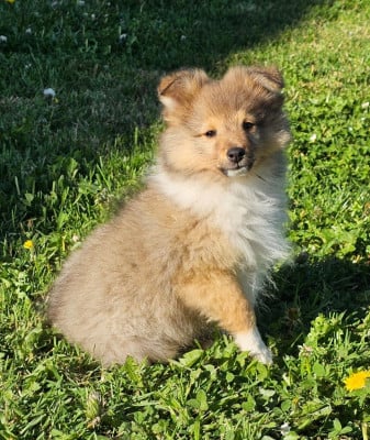 Les chiots de Shetland Sheepdog