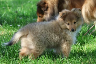 Les chiots de Shetland Sheepdog