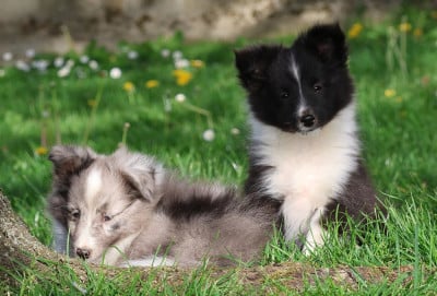 Les chiots de Shetland Sheepdog
