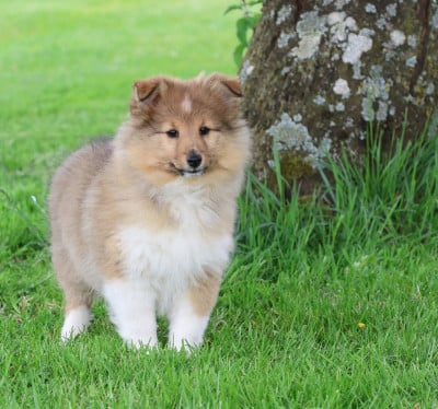 Les chiots de Shetland Sheepdog