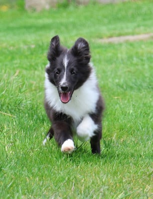 Les chiots de Shetland Sheepdog