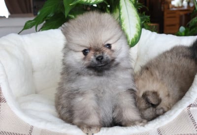 Les chiots de Spitz allemand