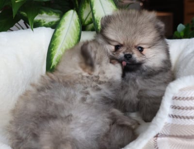 Les chiots de Spitz allemand