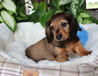 Les chiots de Teckel poil long