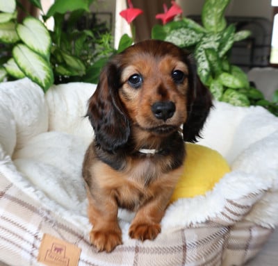 Les chiots de Teckel poil long