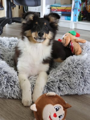 Les chiots de Shetland Sheepdog