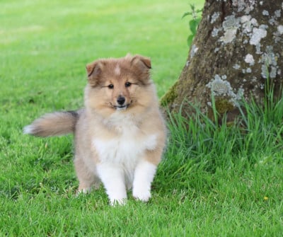 Chiot N°2 - Shetland Sheepdog