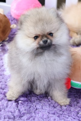 Les chiots de Spitz allemand