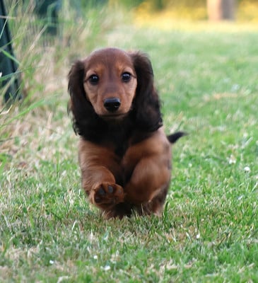 Les chiots de Teckel poil long