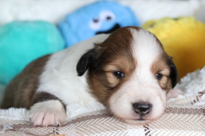 Les chiots de Shetland Sheepdog