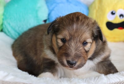 Les chiots de Shetland Sheepdog