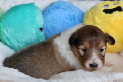 Les chiots de Shetland Sheepdog
