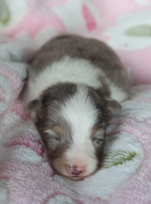 Les chiots de Shetland Sheepdog