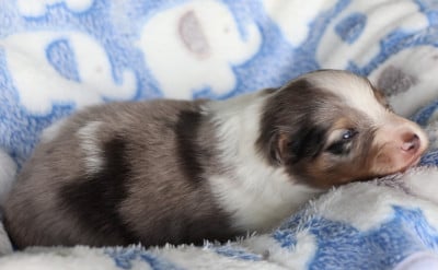 Les chiots de Shetland Sheepdog