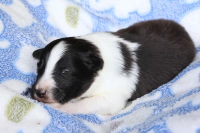 Les chiots de Shetland Sheepdog