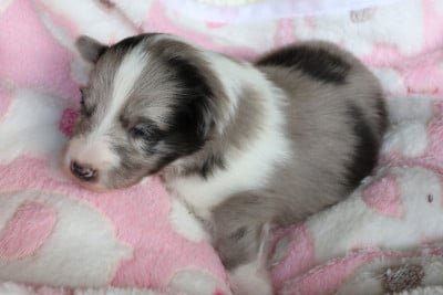 Les chiots de Shetland Sheepdog