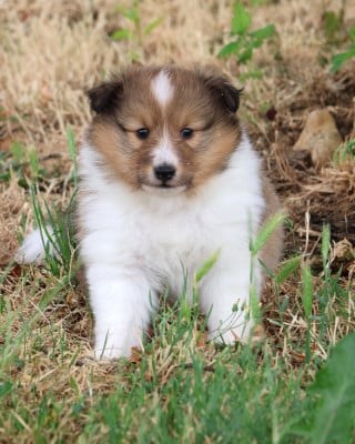 Les chiots de Shetland Sheepdog