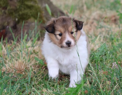 Les chiots de Shetland Sheepdog