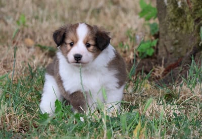 Les chiots de Shetland Sheepdog