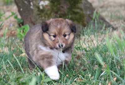 Les chiots de Shetland Sheepdog