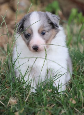 Les chiots de Shetland Sheepdog