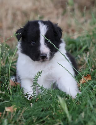 Les chiots de Shetland Sheepdog