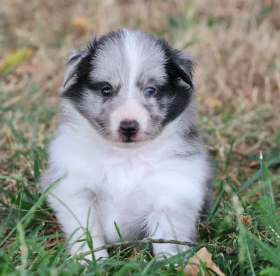 Les chiots de Shetland Sheepdog