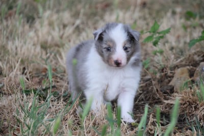 Les chiots de Shetland Sheepdog