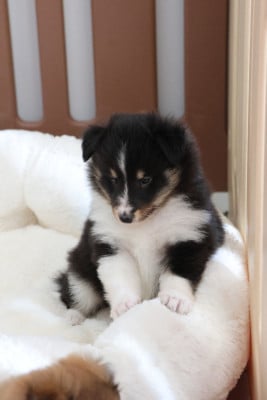 Les chiots de Shetland Sheepdog