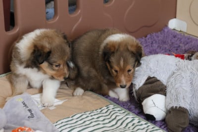 Les chiots de Shetland Sheepdog