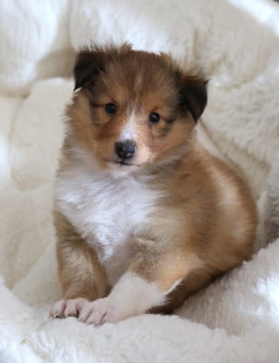 Les chiots de Shetland Sheepdog
