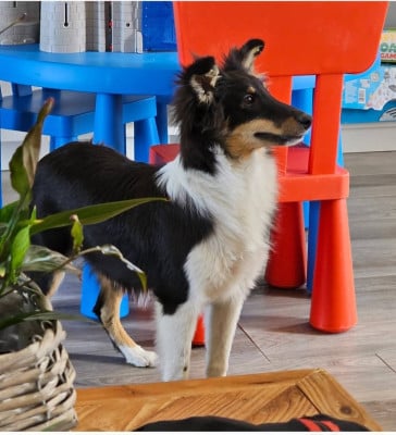 Les chiots de Shetland Sheepdog
