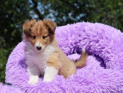 Les chiots de Shetland Sheepdog