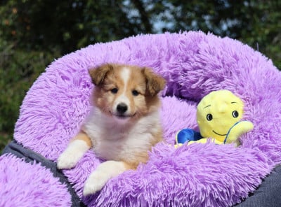 Les chiots de Shetland Sheepdog