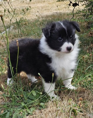 Les chiots de Shetland Sheepdog